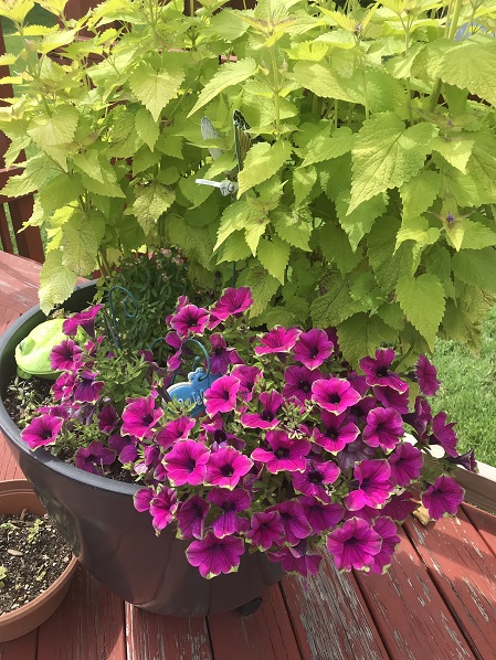 Agastache and Picasso petunias.JPG